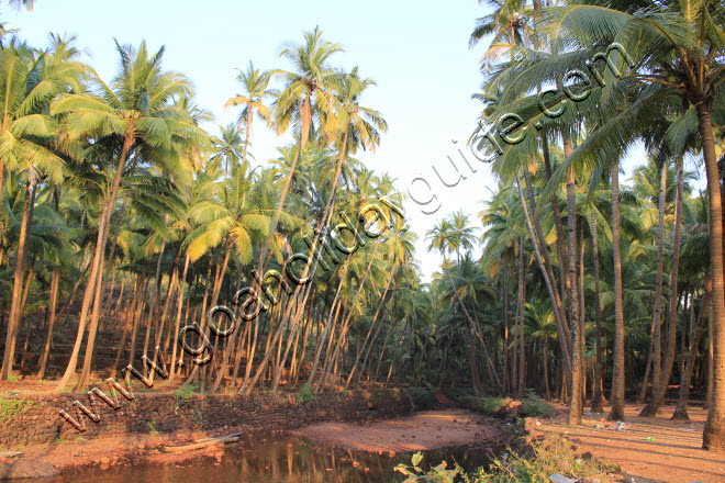 Cabo-De-Rama Beach, Goa