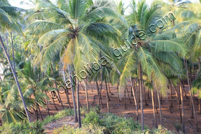 Cabo-De-Rama Beach, Goa