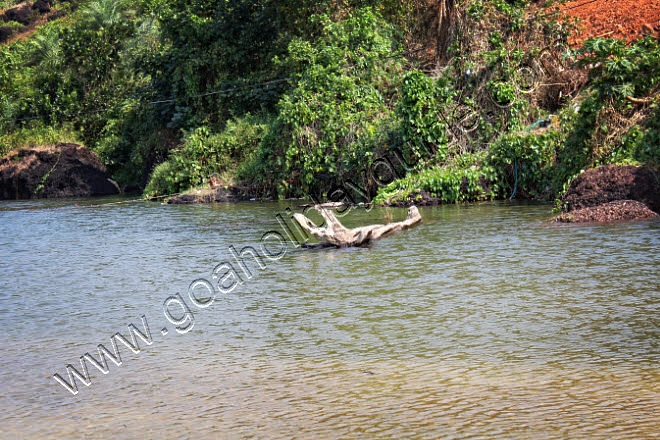 Kalacha Beach, Goa