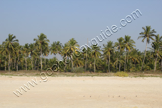 Velsao Beach, Goa