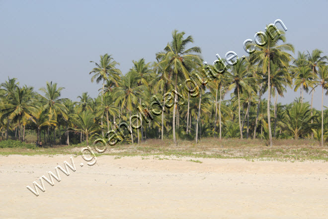 Velsao Beach, Goa