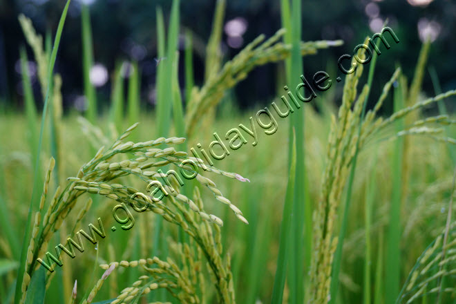 First green crop of Paddy to be harvested marking the beginning of the harvest season in Goa.