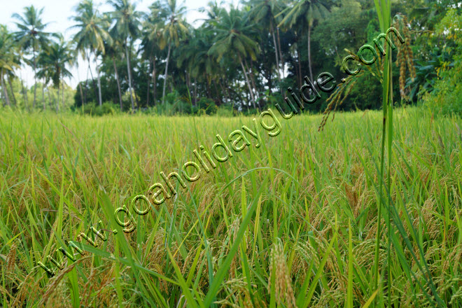Rice Crop to be harvested marking the beginning of the harvest season in Goa.
