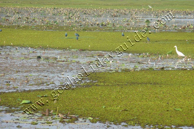 Carambolim Lake