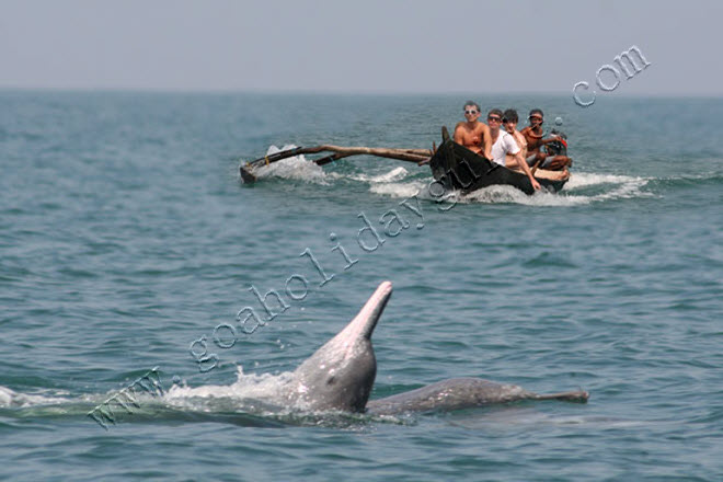 Dolphin and Crocodile Sighting Trips, Goa