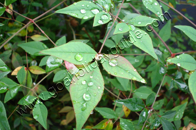 Raindrops