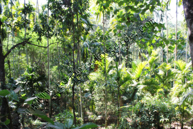 Spice Plantations in Goa