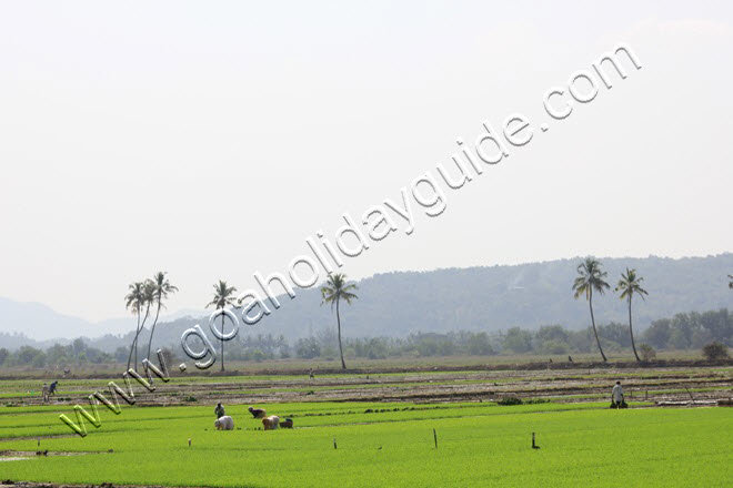 Agassaim Village, Goa